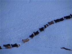 Bingöl Yöresine ait Kış Keçi Resimlerinde Görünüm.jpg